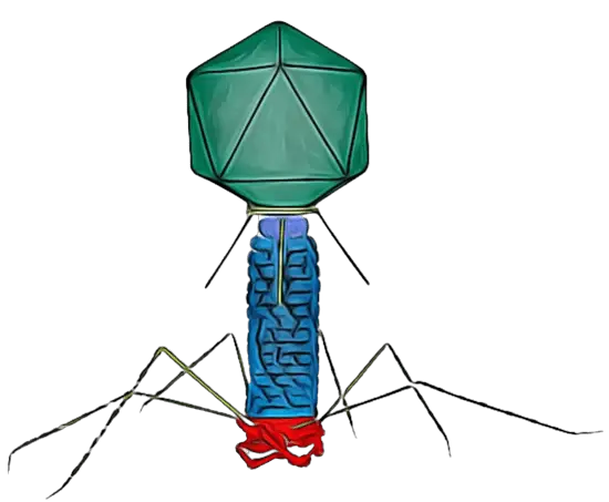 Exploring Phage T4: The Most Popular Virus of Microbes