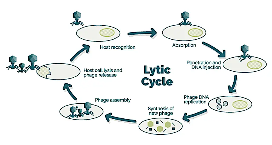 Lytic cycle of bacteriophage