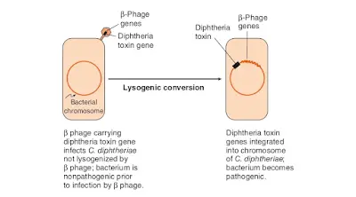 Bacteriophage (Phage) transferring toxin gene to a bacteria