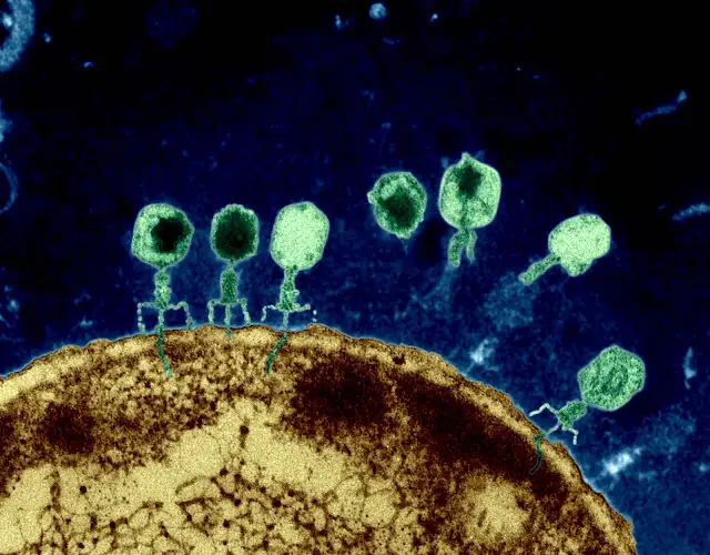 A group of bacteriophages injects their DNA into a bacterium. Courtesy Image from Eye of Science / Science Source 