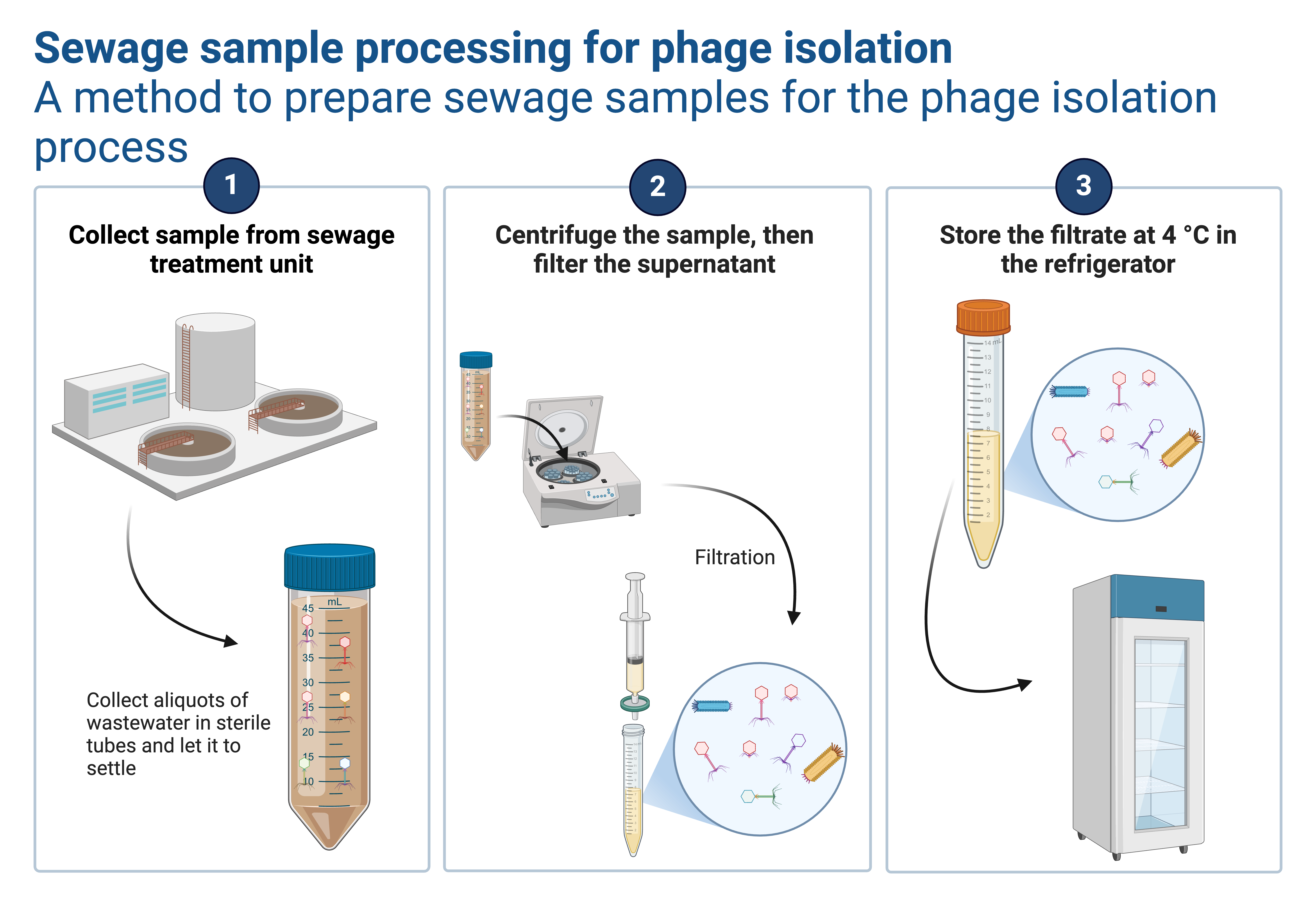 A schematic diagram for sewage sample processing for bacteriophage isolation