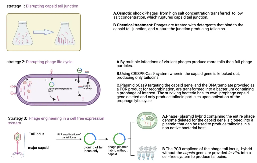 Different methods of making tailocin headless phage like particle