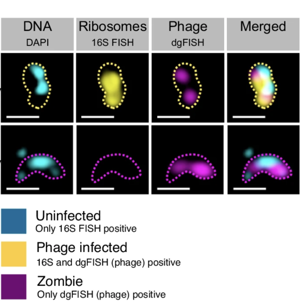 Microscopy images displaying DAPI DNA cyan FISH for 16S rRNA yellow and phage genes via direct geneFISH magenta using SR SIM on a ZEISS LSM780 equipped with ELYRA PS1 and analyzed using the ZEN software Scale bar 05 µm
