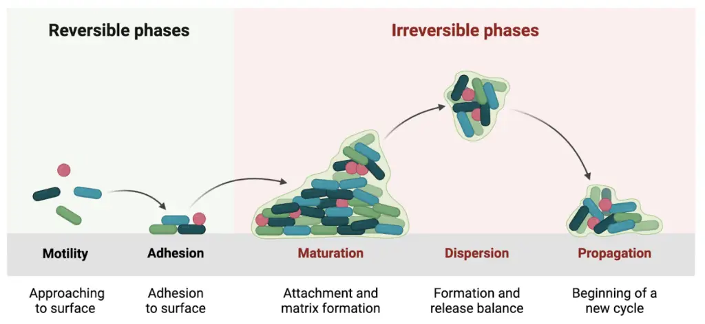 Biofilm formation cycle