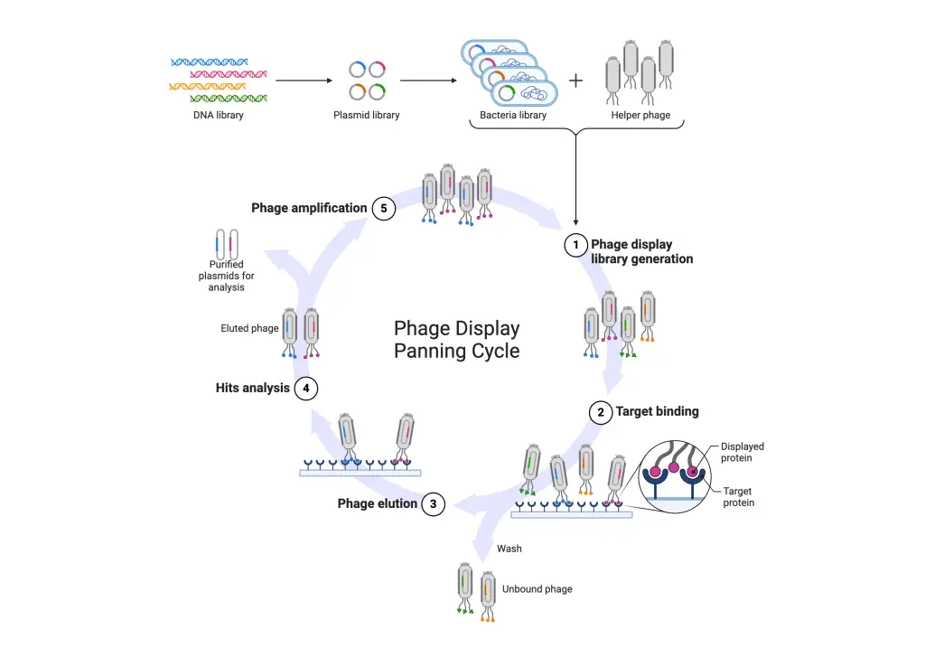 A simplified figure of phage display procedure