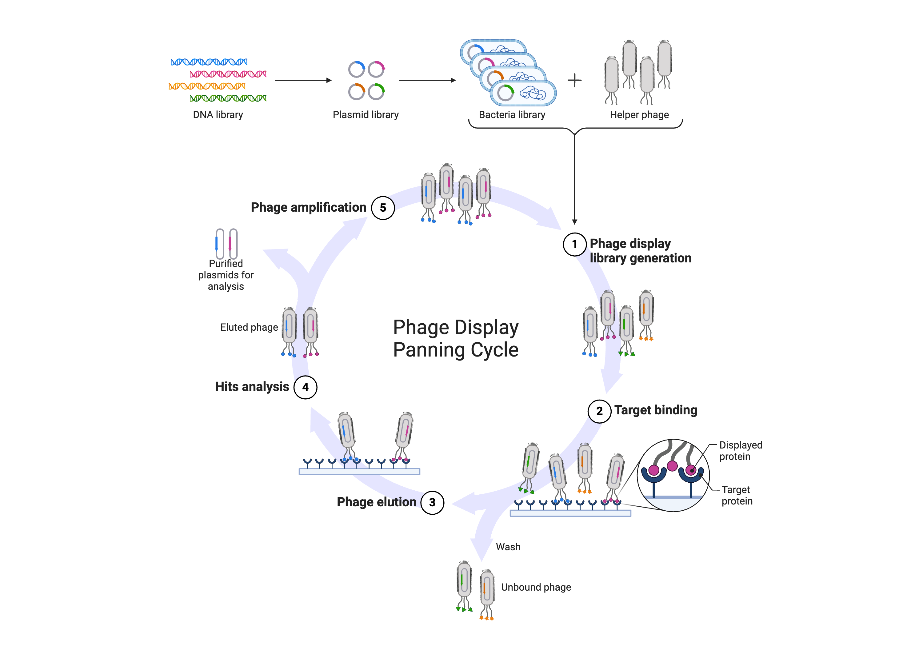 Phage display procedure in depth
