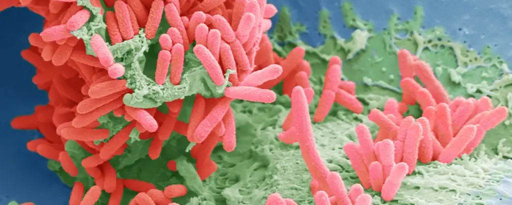Pelagibacterales