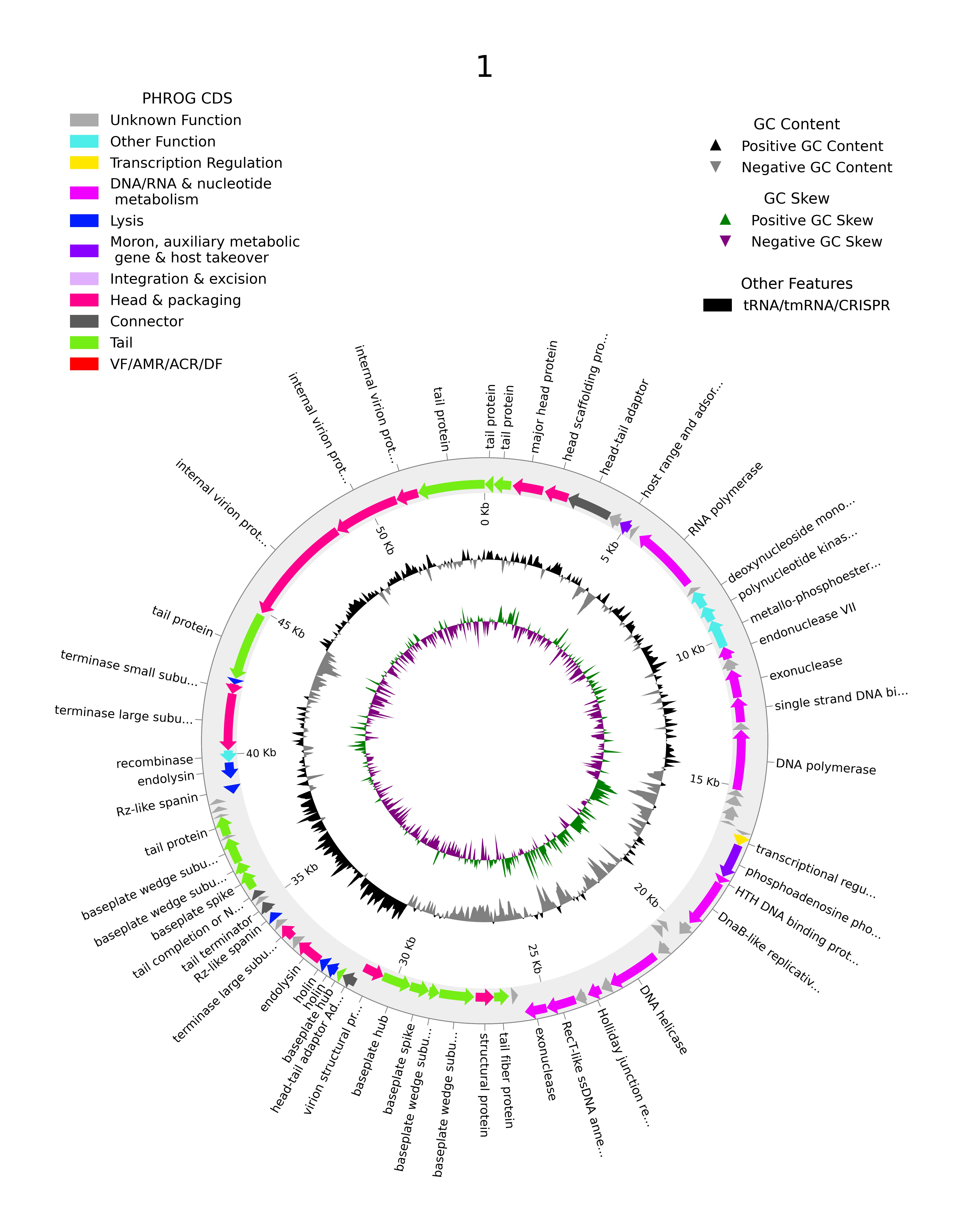 Phage genome annotated by PHAROKKA then PHOLD tool by Raphael