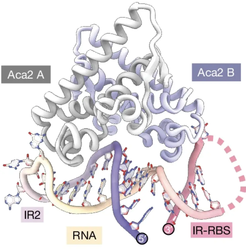 Cryo EM structure of an Aca2 dimer