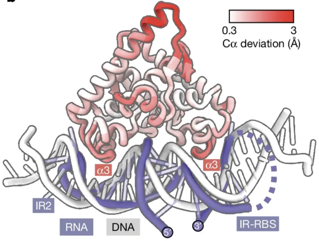 Overlay of Aca2RNA cryo EM structure with the Aca2DNA