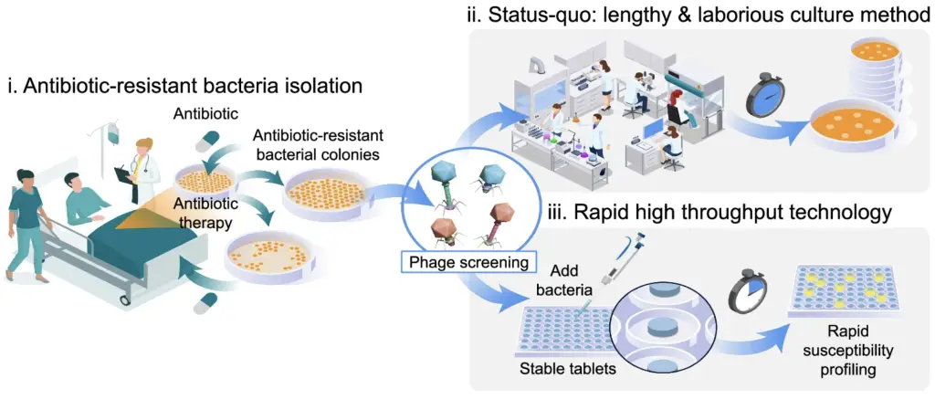 New rapid high throughput technology for screening phages