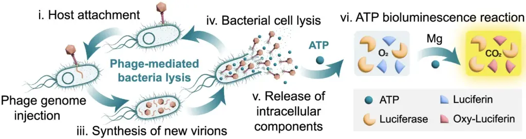 How the new rapid throughput phage screening work