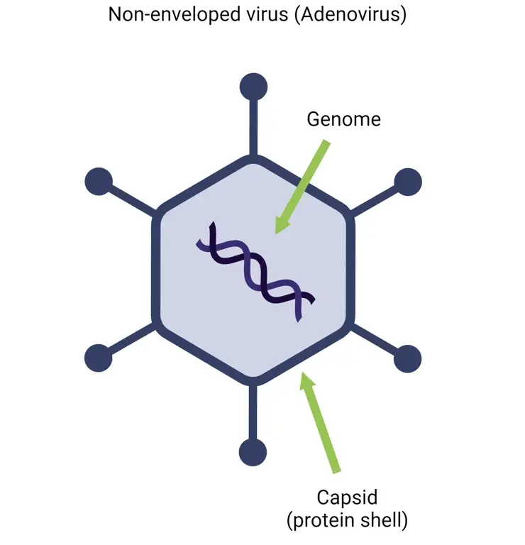 Structure of Non enveloped Adenovirus