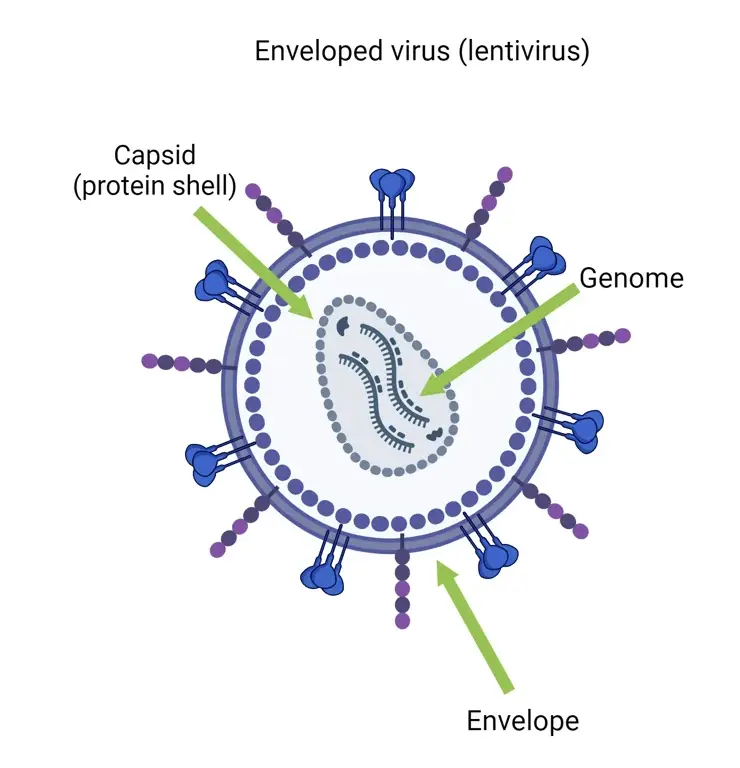 Structure of enveloped lentivirus