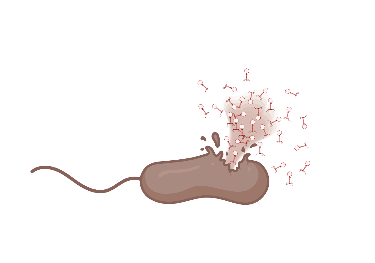 Bacterial lysis during phage infection caused by holins and endolysins