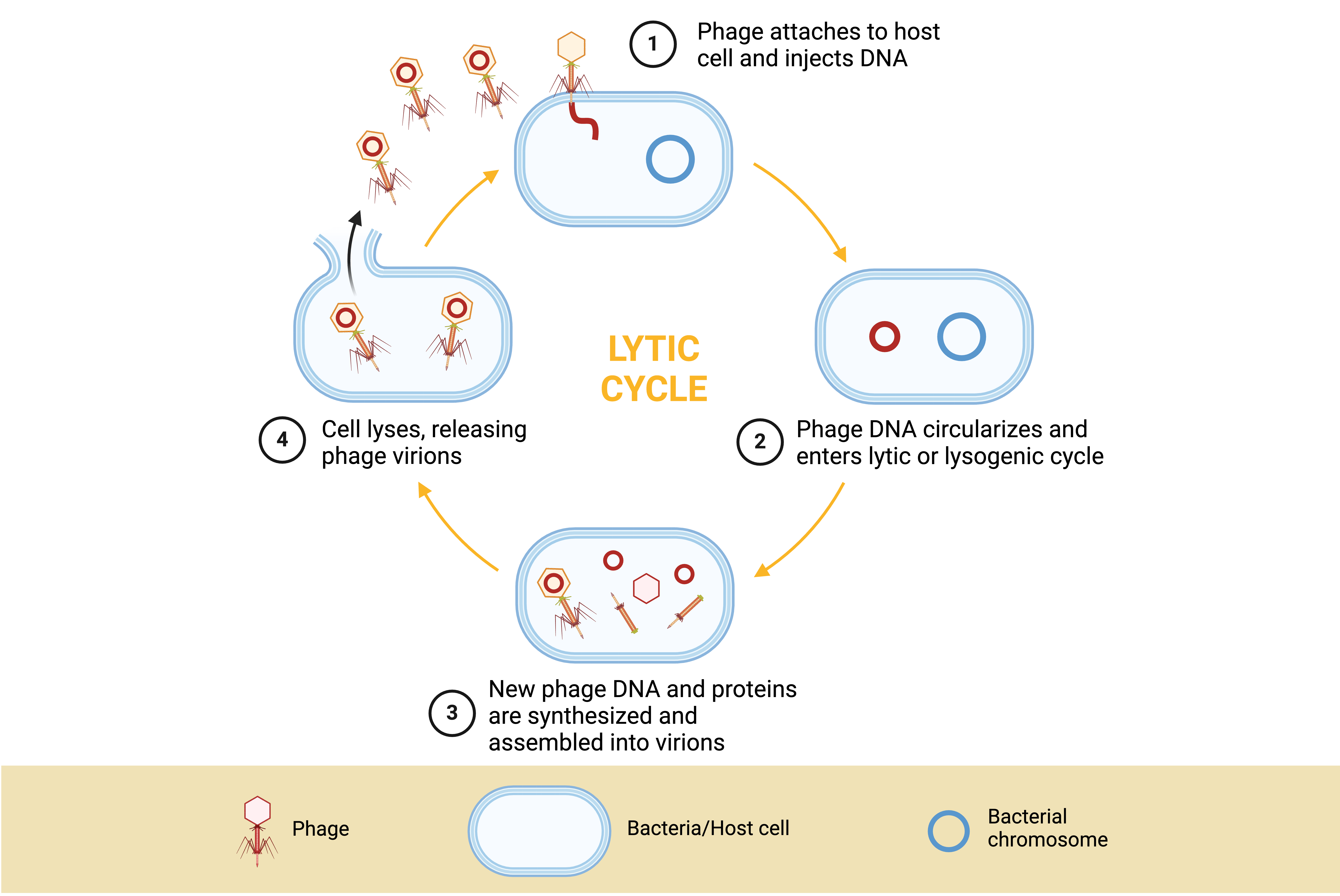 Lytic cycle of the bacteriophage