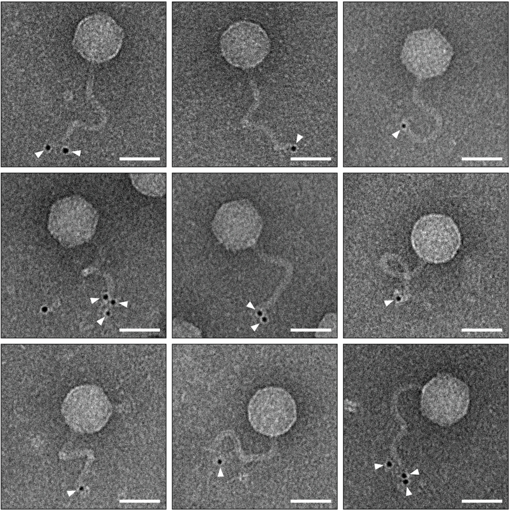 Immunogold labeling transmission electron microscopy images of phages