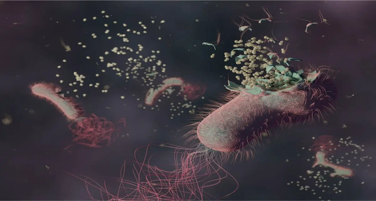 Bacterial lysis during phage infection