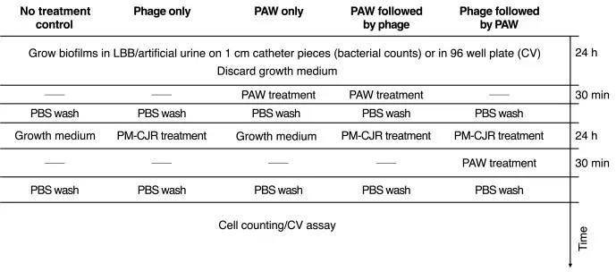 Experimental design table for the investigation of the effect of combinatorial treatments with PAW and phage on P mirabilis biofilms