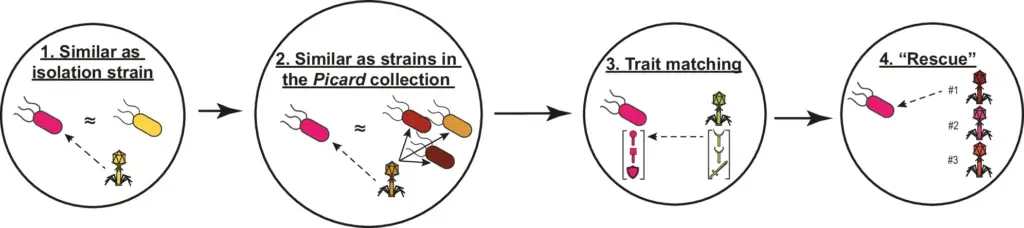 A four step algorithm using AI to create phage cocktails by ranking phages based on their likelihood of infecting bacteria