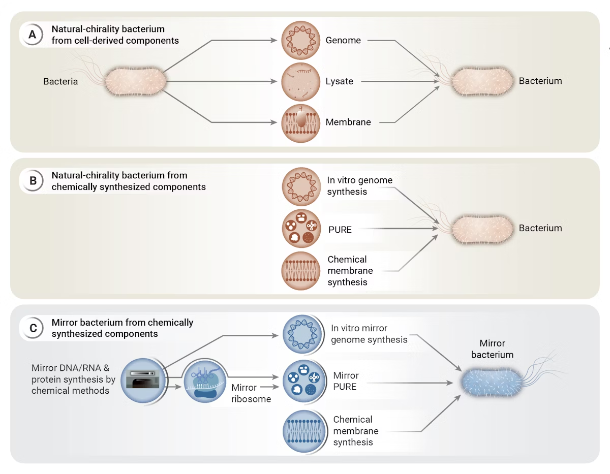 Diagram showing how scientists can make mirror bacteria using different methods