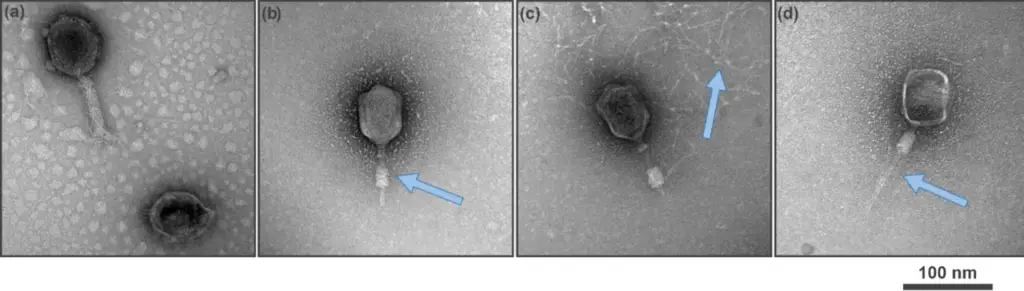 Transmission electron microscopy of T4 bacteriophages showing the release of DNA indicated by the blue arrow when the phage is subjected to IC