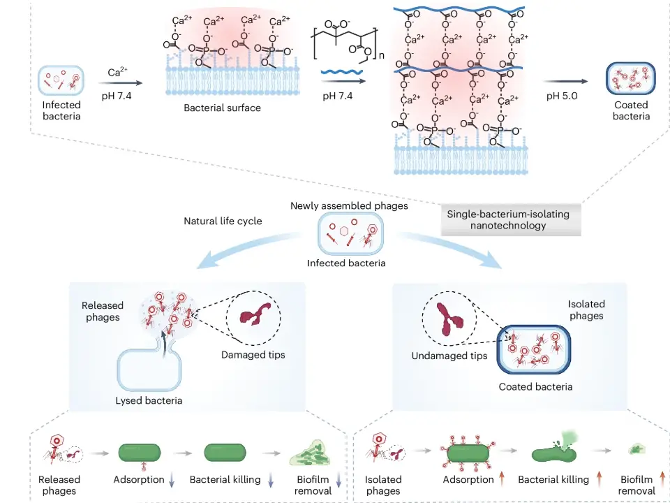 Protein damage on phages which are not covered with nanoparticles