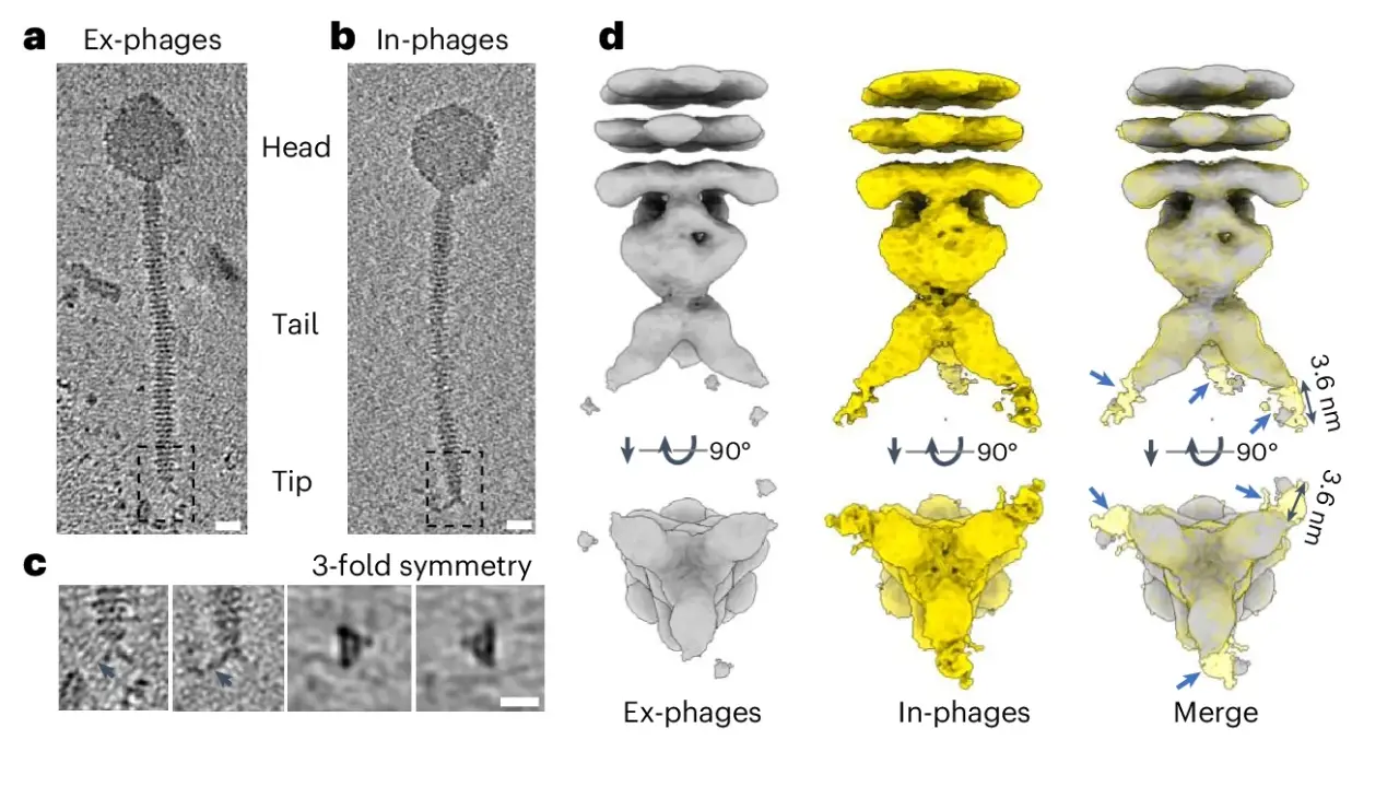 Cryo TEM characterization of the phage tip Tomographic slices of phage particles from Ex phages